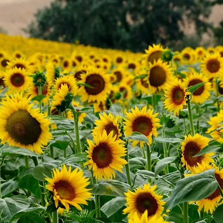Il Posto Perfetto Nocleg ze śniadaniem