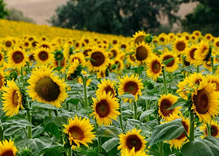 Il Posto Perfetto Bed and breakfast